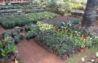 Y.Munivenkatappa and Sons Nursery