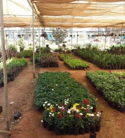 Babu Nursery And Landscapers
