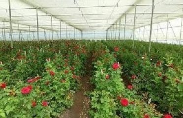 Palm Springs Nursery