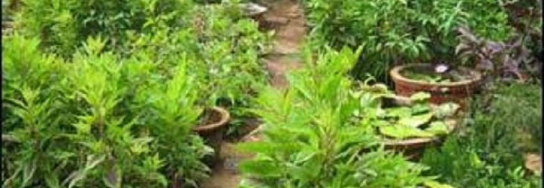 Vidya Bhushan Garden Development & Maintanace Services