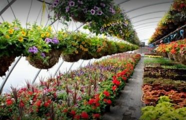 Xolives Backyard – Plant Nursery