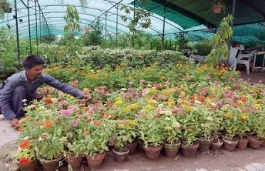 Shiva Gardening Services & Nursery