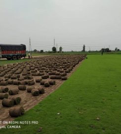 Manoj Grass Supplier