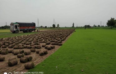 Manoj Grass Supplier