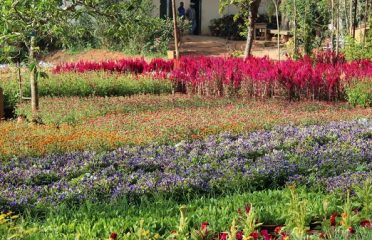 Garden Blooms