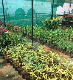 Plants Nursery