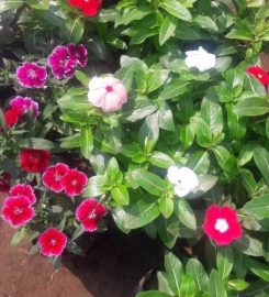 Priyanshu Plant Nursery