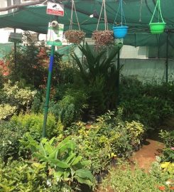 Sri Maruthi Garden and Nursery