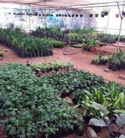 Babu Nursery And Landscapers