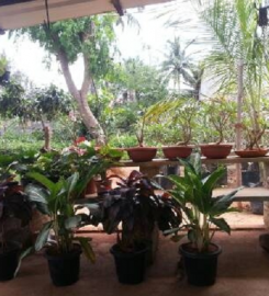 Prakruthi Nursery