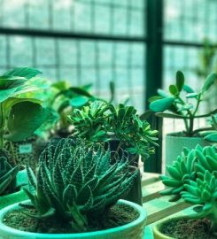Bodhi Greens Plant Nursery
