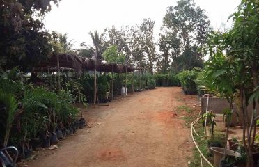 Local Plant Nursery