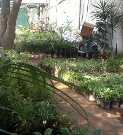 India Evergreen Nursery And Landscape
