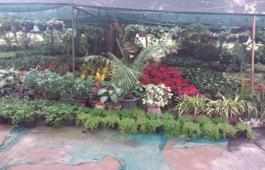 Godawari Farms And Services And Nursery