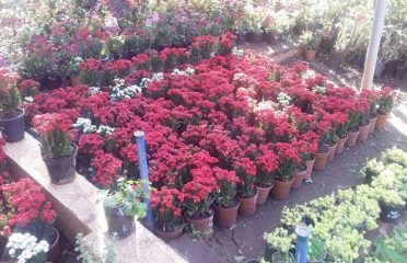 Laxmikantha plant Nursery