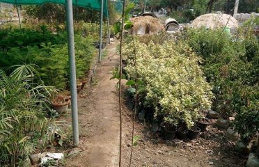 Samina Nursery