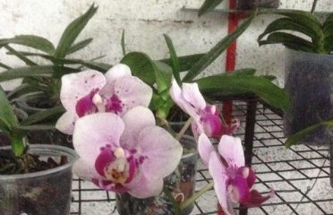 Vasant Orchids Nursery