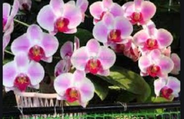 Devi Orchids