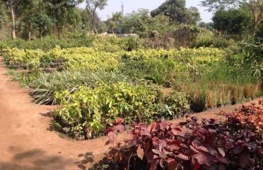 Sardar Farm & Nursery