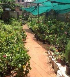 Mohana Nursery Garden