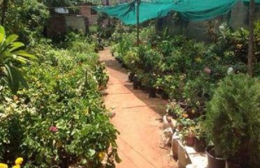 Kottee Nursery Garden