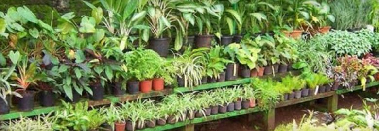 Bajwa Plant Nursery