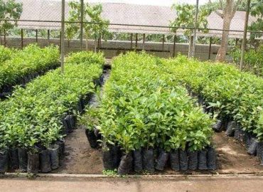 Jyoti Plants & Nurseries