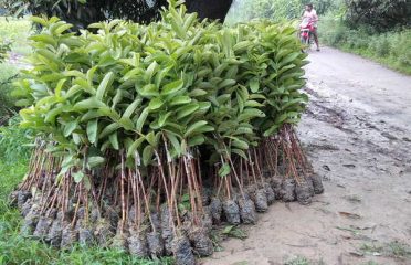 Maha Bodhi Nursery