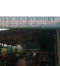 New M S Nursery