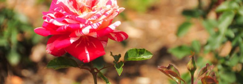 Kamaraja Rose Garden