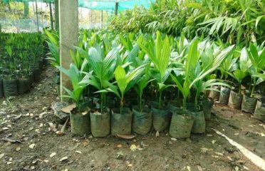 Black Tulip Flowers