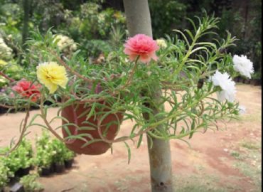 Sai Kripa Rose Nursery