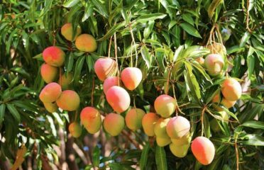 Royal Golden Mango Nursery