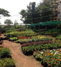 Sairam Nursery Garden