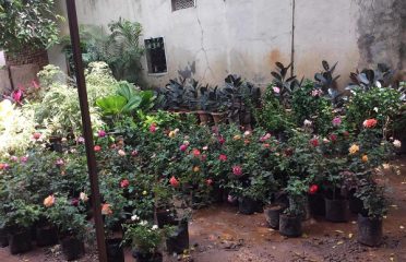 Brundavan Nursery