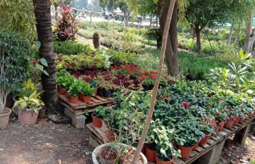 Shree Ambica Farm And Nursery