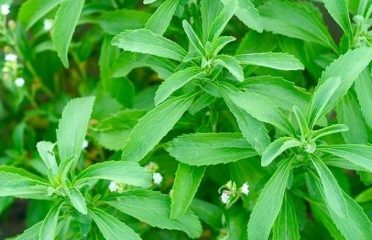 Stevia Plant Seed Nursery