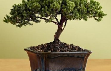 Eden Bonsai Nursery