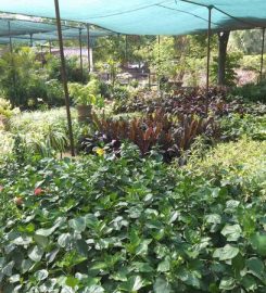 Orchid Valley Plant Nursery