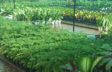 Joshi Plant Nursery