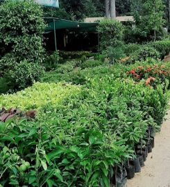 Rajendra Nagar Plants Nursery