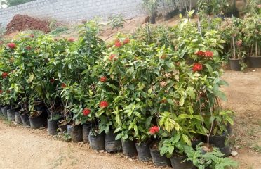 Sagar Nursery