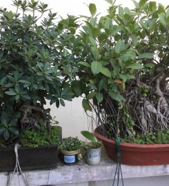 Cochin Bonsai Garden