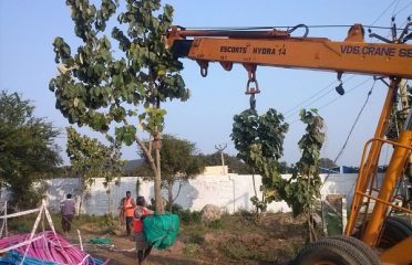 Greenland Tall Tree Nursery