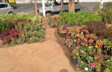 Bonsai Nursery