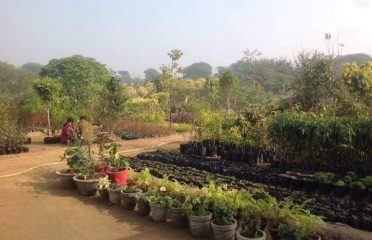 Sri Ayyappa Balasai Nursery