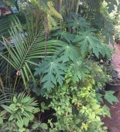 Anupa Garden Nursery