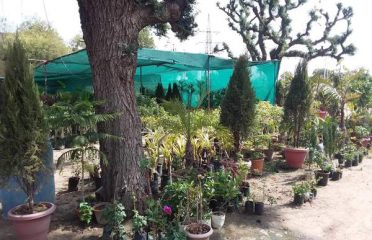 Shree Balaji Nursery