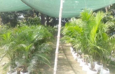 Khadim Ali Nursery