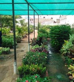 Roja Nursery Garden
